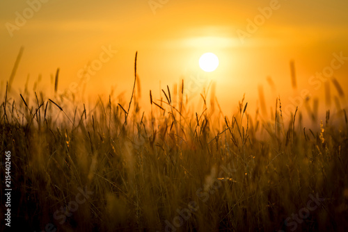 Warm glow of long grass and wheat stems at sundown
