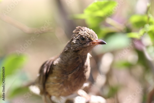bird on the tree