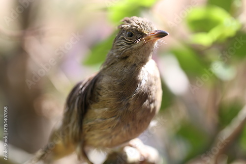 bird on the tree in forest and blurred background 