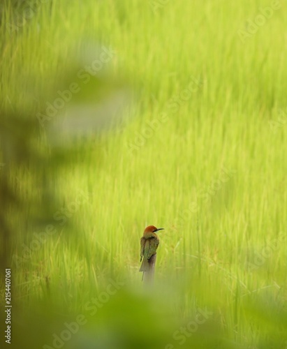 bird on the grass