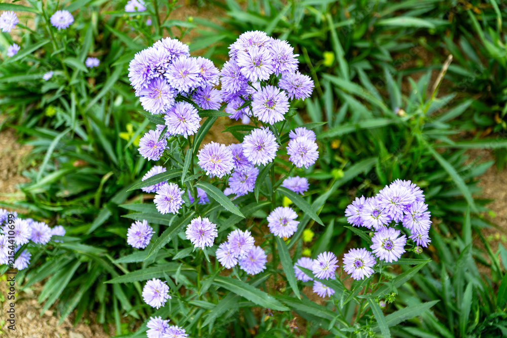 Obraz premium Bush of blooming purple aster flowers with soft lavender petals and green leaves in an outdoor garden.