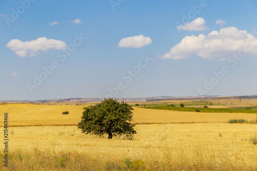 Bild auf Leinwand Agricultural fields under blue sky in Cappadocia