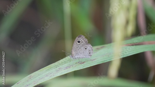 Small Brown Common Four-ring Butterfly Ypthima Baldus Resting on a Green Leaf with Soft Background