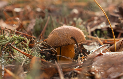 Quadro su tela Close-up of bay bolete growing in the forest floor among fallen leaves, needles