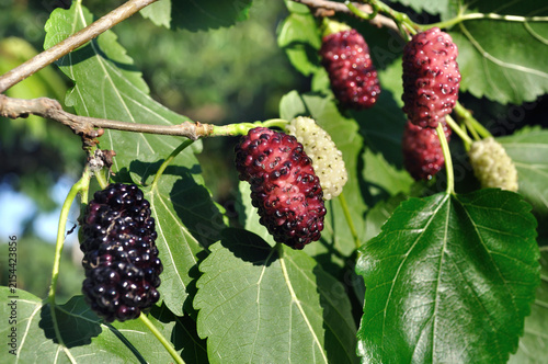  close-up of the black mulberries on tree in sunny summer day