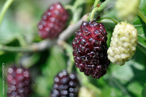  close-up of the black mulberries on tree in sunny summer day