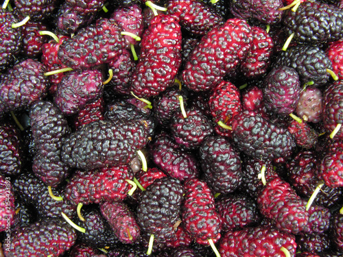 close-up of freshly harvested ripe black mulberries          