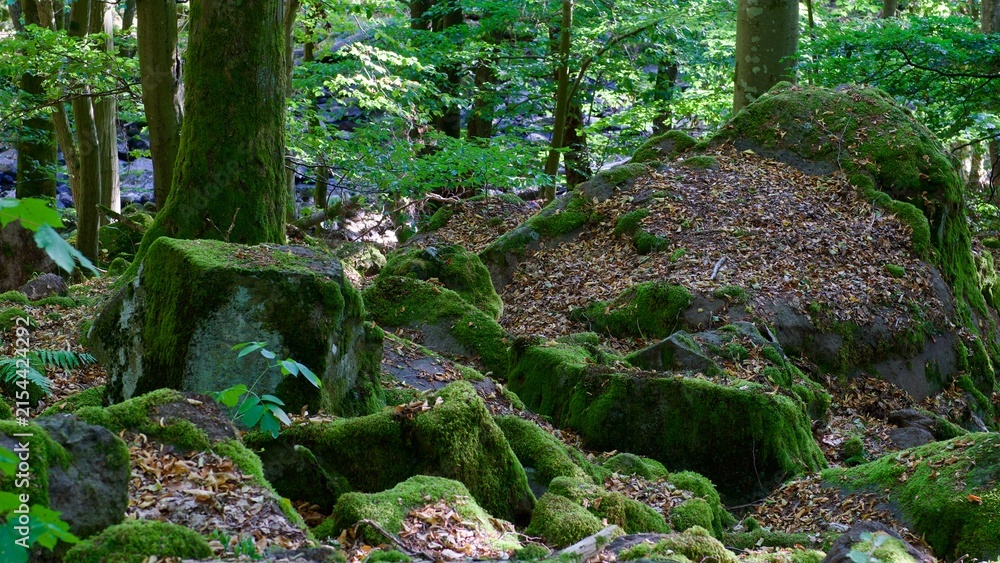 Fototapeta premium Basalt Felsen an einem Gebirgsbach im Vogelsberg, Deutschland. 