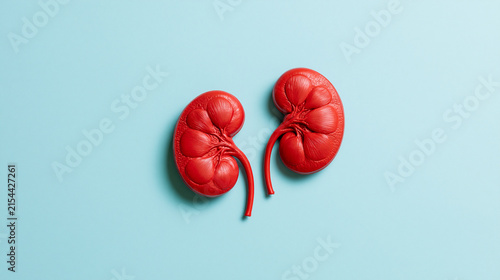 Top view of two realistic red human kidneys on a light blue background. Medical concept for urology and nephrology.