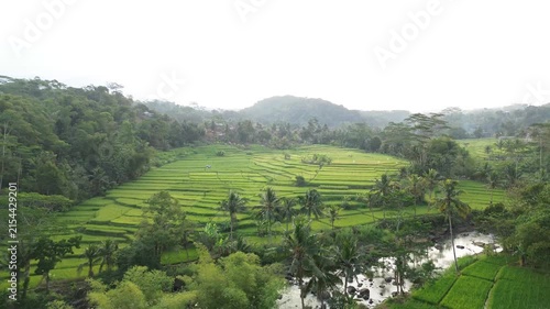 Lush Green Rice Terrace Fields with Tropical Palm Trees and River