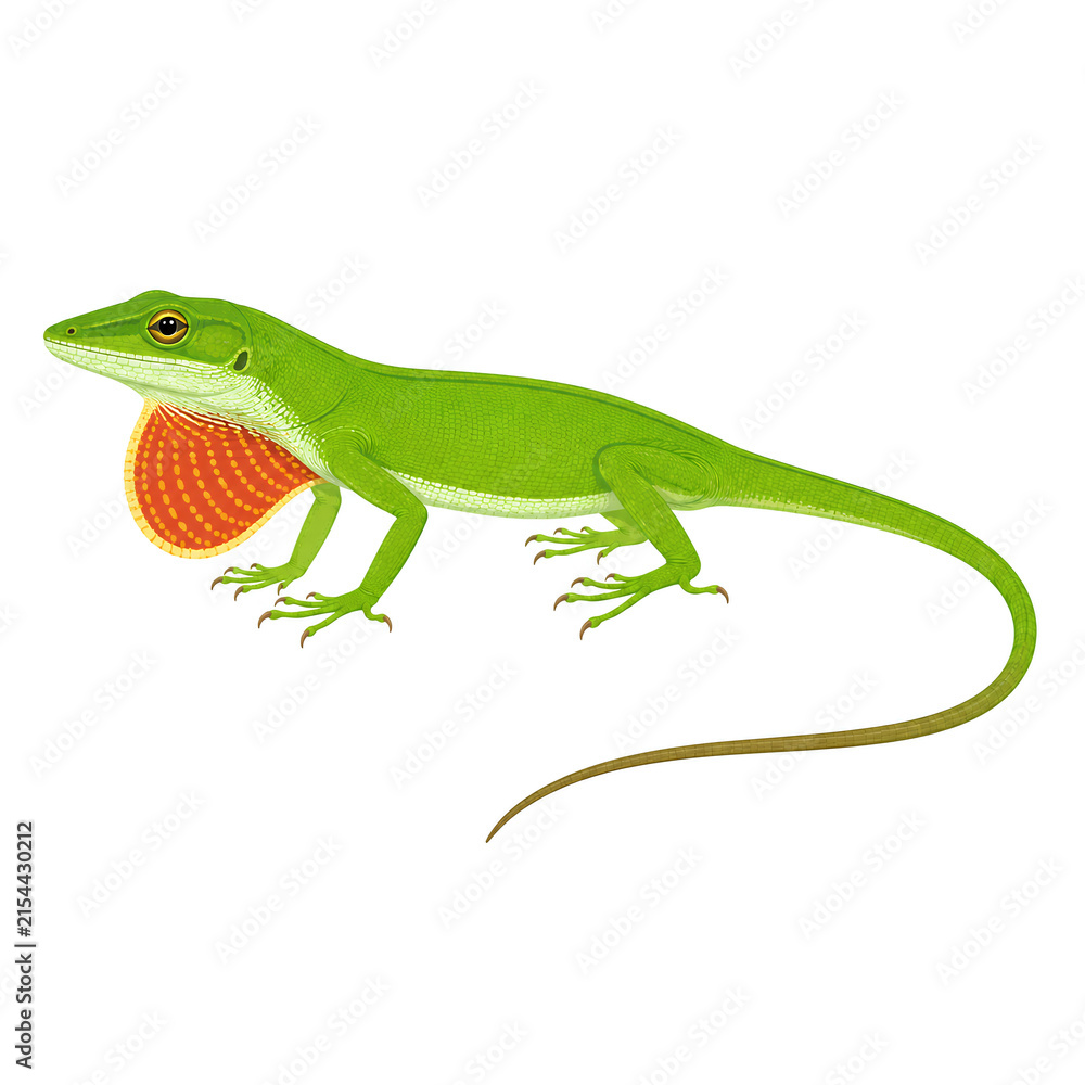 Fototapeta premium Green anole lizard isolated on a pure white background, featuring its slender body, long tail, delicate legs, bright green coloration, and distinctive orange-red throat.