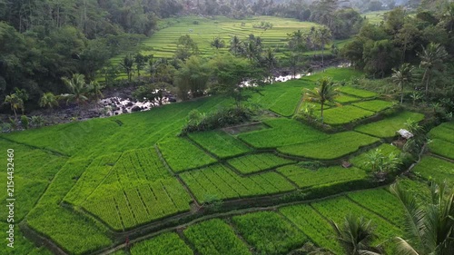 Lush Green Rice Terrace Fields with Tropical Palm Trees and River