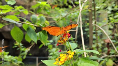 Close Up of Orange Butterfly Perched on Colorful Flowers