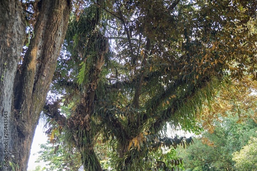 Lush green epiphytic plant with long leaves hanging down naturally on a large tree trunk.