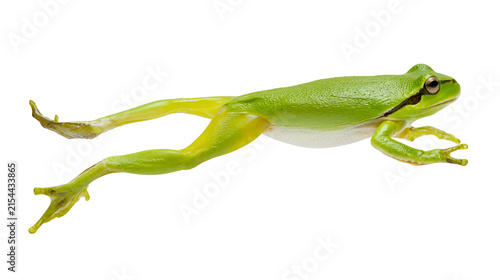 Fotografie Green tree frog leaping forward, isolated on transparent background
