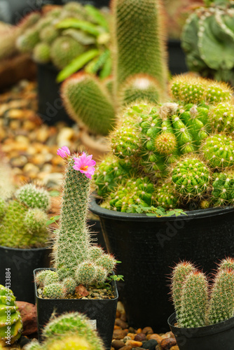 Small cactus plants with cute pink flower growing in black pots.