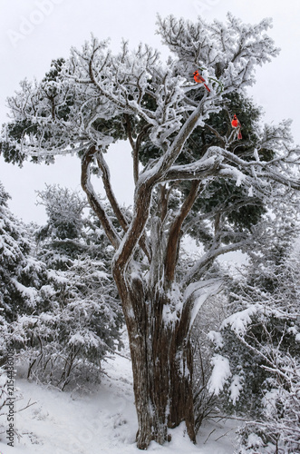 Konstfotografi Ancient yew tree covered with snow in a peaceful winter forest