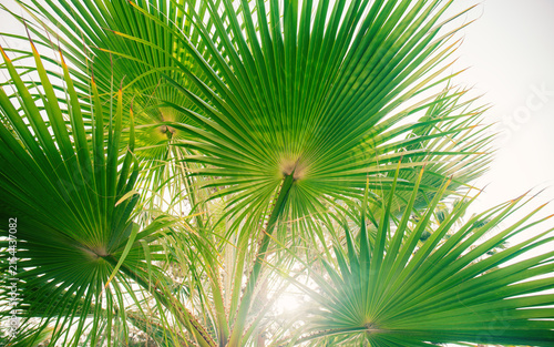Low angle view looking up at the trunk and green leaves of a palm tree against a bright sky. Tropical vacation and summer concept.	