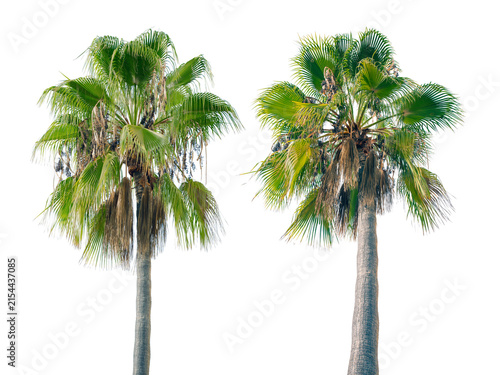 Tall green palm tree isolated on pure white background. Minimalist tropical design element, travel and summer holiday concept.	