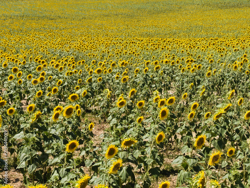 Picturesque, golden coloured sunflower field, Dordogne, southern France. Vibrant yellow flowers in the summer sun. Beautiful rural summer scene typical of the French countryside.