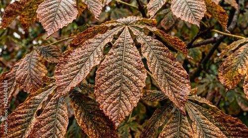 Horse chestnut leaves with water droplets, autumn