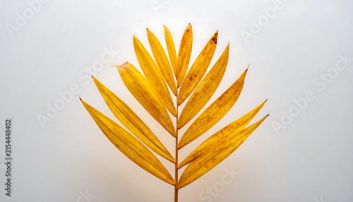 Vibrant golden-yellow palm frond showcasing nature's autumnal beauty on a clean white backdrop