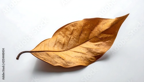 A single dried brown leaf with a delicate stem casting a subtle shadow on a white background