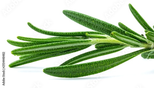 Fresh Organic Rosemary Herb Sprig Isolated on a Clean White Background for Culinary Preparation