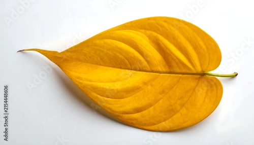 Vibrant yellow autumn leaf isolated on white background with detailed vein patterns and texture