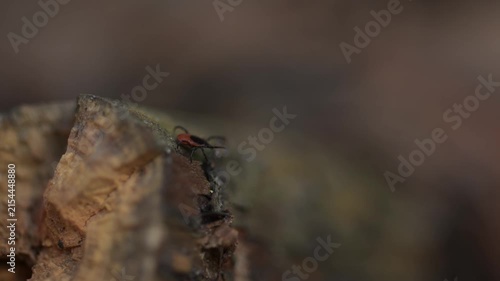 Red and black tick on tree bark close up