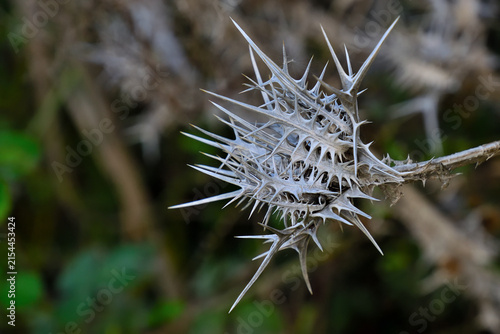 Obraz na płótnie Dried spiny flower head of spotted golden thistle Scolymus maculatus with sharp
