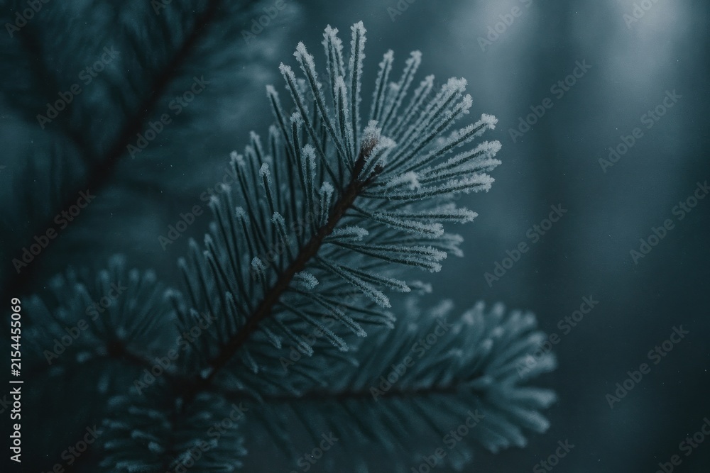 Fototapeta premium Frosted pine branch winter serenity.
