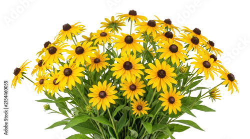 Vibrant bouquet of yellow black eyed susan flowers with green leaves.