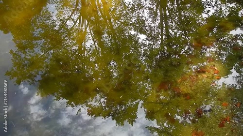 Surface of water slightly moved by wind with reflection of green deciduous trees, colorful autumn leaves, blue sky and white clouds - natural background of seasons of summer and autumn. 
