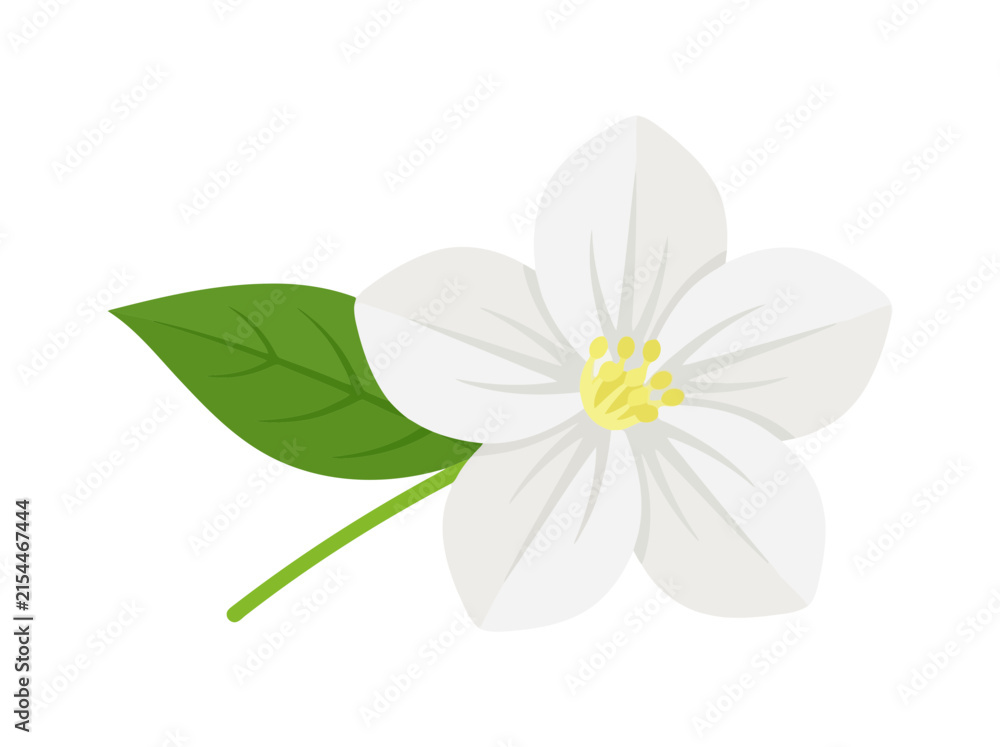 Fototapeta premium Jasmine flower vector illustration with leaf and stem