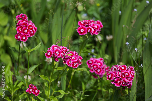 Fotografie Vibrant pink Dianthus barbatus (Sweet William) flowers blooming in a lush green summer garden