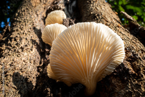 Canvastavla Pleurotus ostreatus, the oyster mushroom or oyster fungus on the trunk