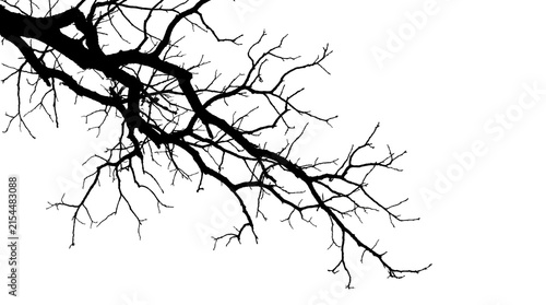 Bare Tree Branch Silhouette Isolated on Transparent Background