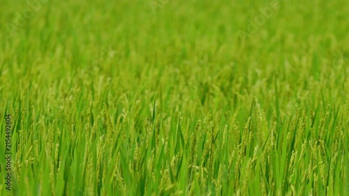 夏と稲穂