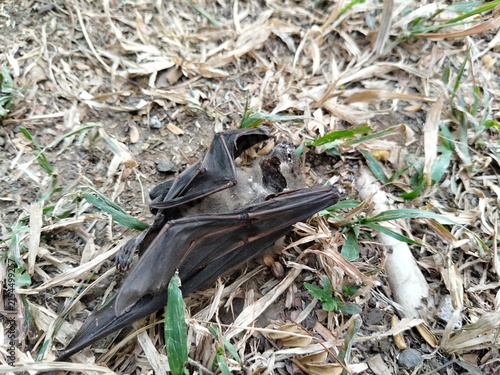 Foto A dead bat lying motionless on the ground, documenting wildlife mortality and the natural cycle of life and decomposition