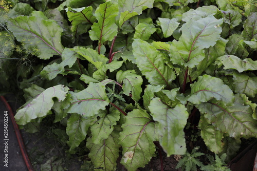 growing a vegetable crop in a vegetable garden