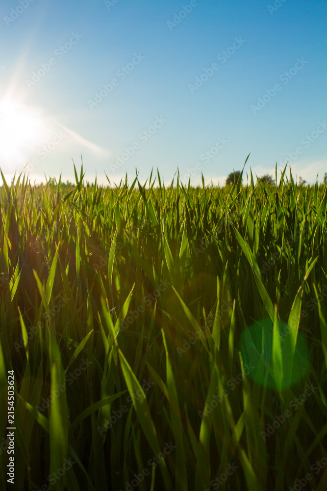 Fototapeta premium Hay field in the evening sun