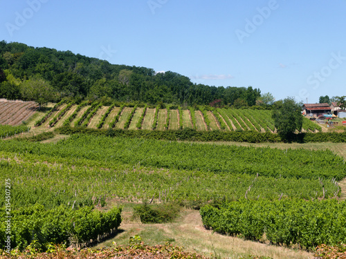 Bild auf Leinwand Beautiful vineyards at Monbazillac village, near Bergerac city, southern France
