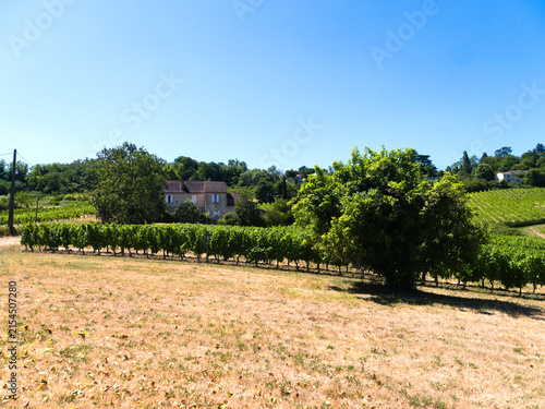 Beautiful vineyards at Monbazillac village, near charming Bergerac city, southern France. Idyllic and picturesque, rural landscape in the bucolic rolling hills of the valley of the Dordogne river.