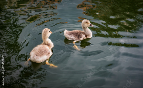 Foto Two cute fluffy baby geese swimming together in a calm green pond