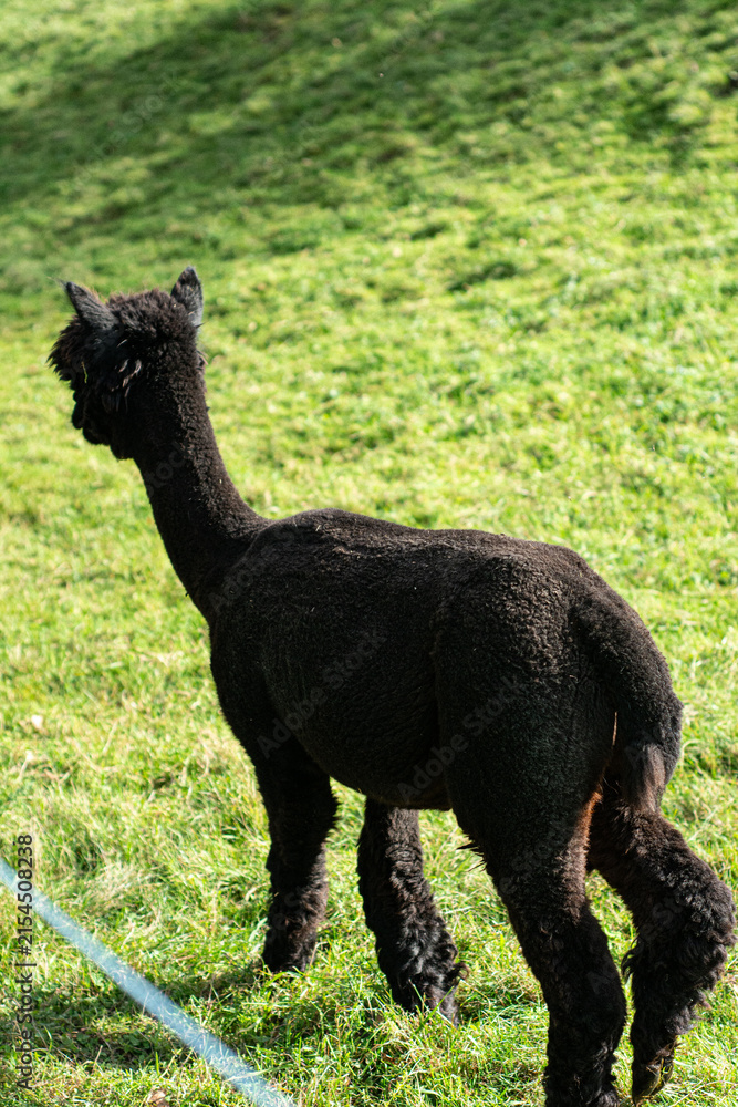 Obraz premium Curious black alpaca exploring a lush green meadow under the warm sun, adding charm to a serene countryside afternoon