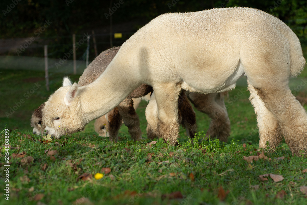 Obraz premium Alpacas gently grazing on a sunlit afternoon in a serene green pasture, enjoying nature's bounty amidst a calm and picturesque landscape