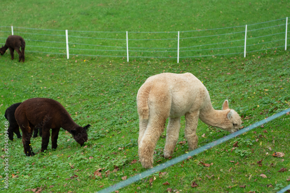 Obraz premium Two alpacas graze peacefully in a lush green field surrounded by a white fence on a crisp autumn day, showcasing the serenity of rural life in the countryside