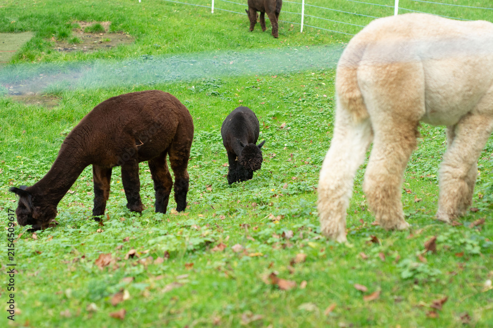 Obraz premium Majestic alpacas grazing peacefully in a lush green pasture on a serene autumn afternoon, surrounded by gentle rolling hills and a tranquil atmosphere