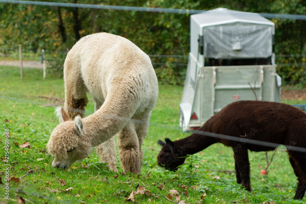Obraz premium A small herd of gentle alpacas leisurely grazes in a vibrant, lush pasture, surrounded by a serene backdrop of leafy trees under a cloudy sky